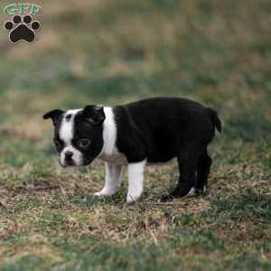 Pansy, Boston Terrier Puppy